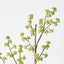 Sedum Spray (Set of 12)