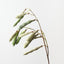 Hyacinth Bean Spray (Set of 12)
