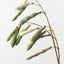 Hyacinth Bean Spray (Set of 12)