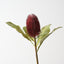 Banksia Robur (Set of 6)