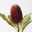 Banksia Robur (Set of 6)