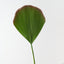 Fan Palm (Set of 12)