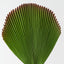 Fan Palm (Set of 12)