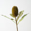 Banksia Robur (Set of 6)