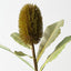 Banksia Robur (Set of 6)