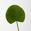 Fan Palm (Set of 12)