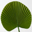 Fan Palm (Set of 12)