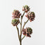 Echeveria Pick (Set of 12)