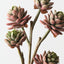 Echeveria Pick (Set of 12)