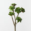 Echeveria Pick (Set of 12)