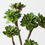 Echeveria Pick (Set of 12)
