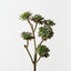 Echeveria Pick (Set of 12)