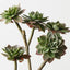 Echeveria Pick (Set of 12)
