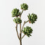 Echeveria Pick (Set of 12)