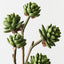 Echeveria Pick (Set of 12)