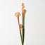 Pitcher Plant Spray (Set of 12)