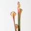 Pitcher Plant Spray (Set of 12)