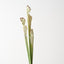 Pitcher Plant Spray (Set of 12)
