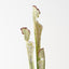 Pitcher Plant Spray (Set of 12)