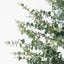 Eucalyptus Tree