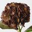Hydrangea (Set of 12 )