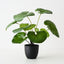 Tractor Seat Plant (Set of 4)