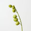 Milkweed Stem (Set of 12)