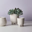 Succulent (Set of 12)