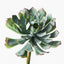 Succulent (Set of 12)