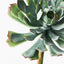 Succulent (Set of 12)