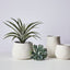 Succulent (Set of 12)