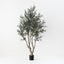 Olive Tree (w/o fruit)
