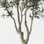 Olive Tree (w/o fruit)