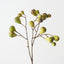 Fig Spray (Set of 12)