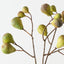 Fig Spray (Set of 12)