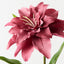 Roselily (Set of 12)