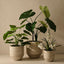 Nomilo Pot (set/3)