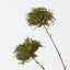 Moss Pom Pom Spray (Set of 12 )