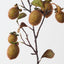 Kiwi Fruit Spray (Set of 12 )