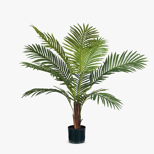 Palm Kentia Pack of 2