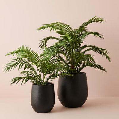 Palm Kentia Pack of 2