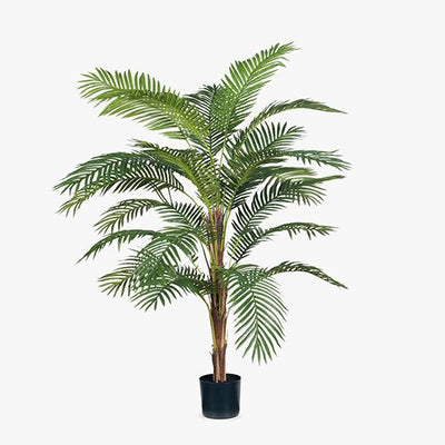 2 x Palm Kentia