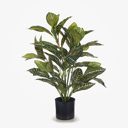 Zebra Plant Pack of 4