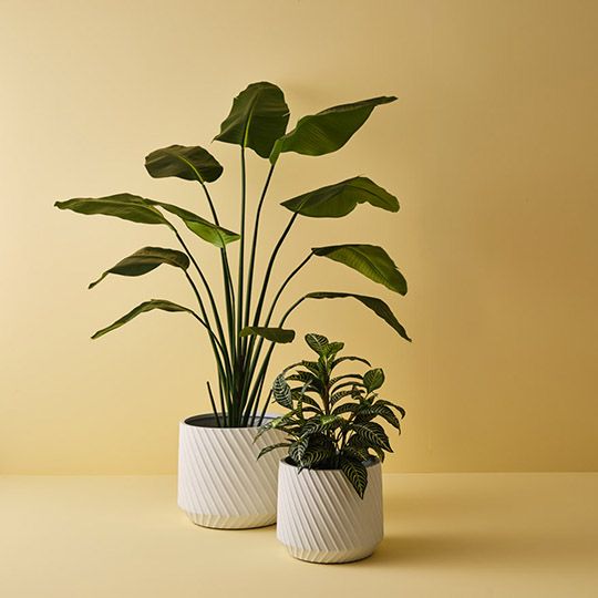 Zebra Plant Pack of 4