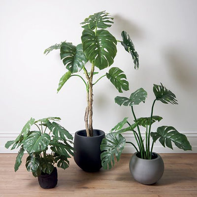 2 x Monstera Plant