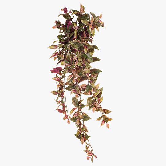 6 x Wandering Jew Hanging Bush