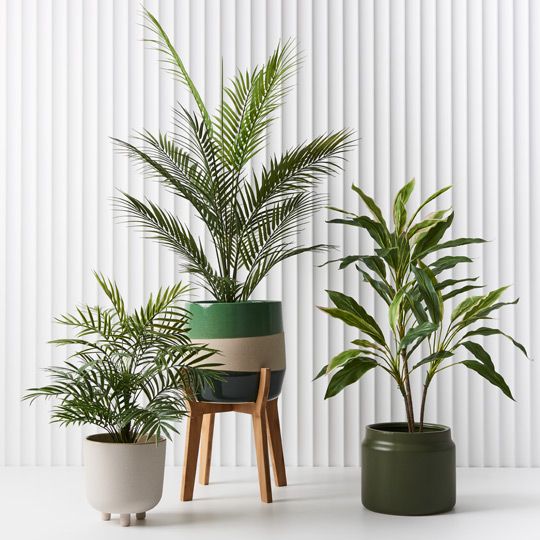 4 x Palm Parlour in Pot