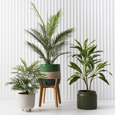 4 x Palm Parlour in Pot