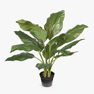 2 x Spathiphyllum Leaf Plant