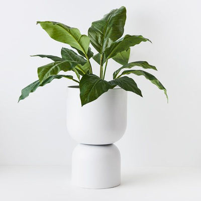 2 x Spathiphyllum Leaf Plant